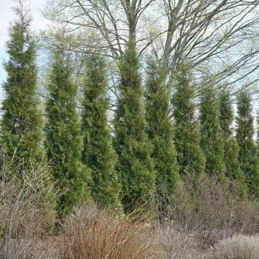Thuja Occidentalis 'american Pillar' - View 26 from www redcrocus com