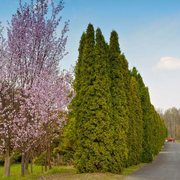 Thuja Occidentalis 'american Pillar' - View 36 from www redcrocus com