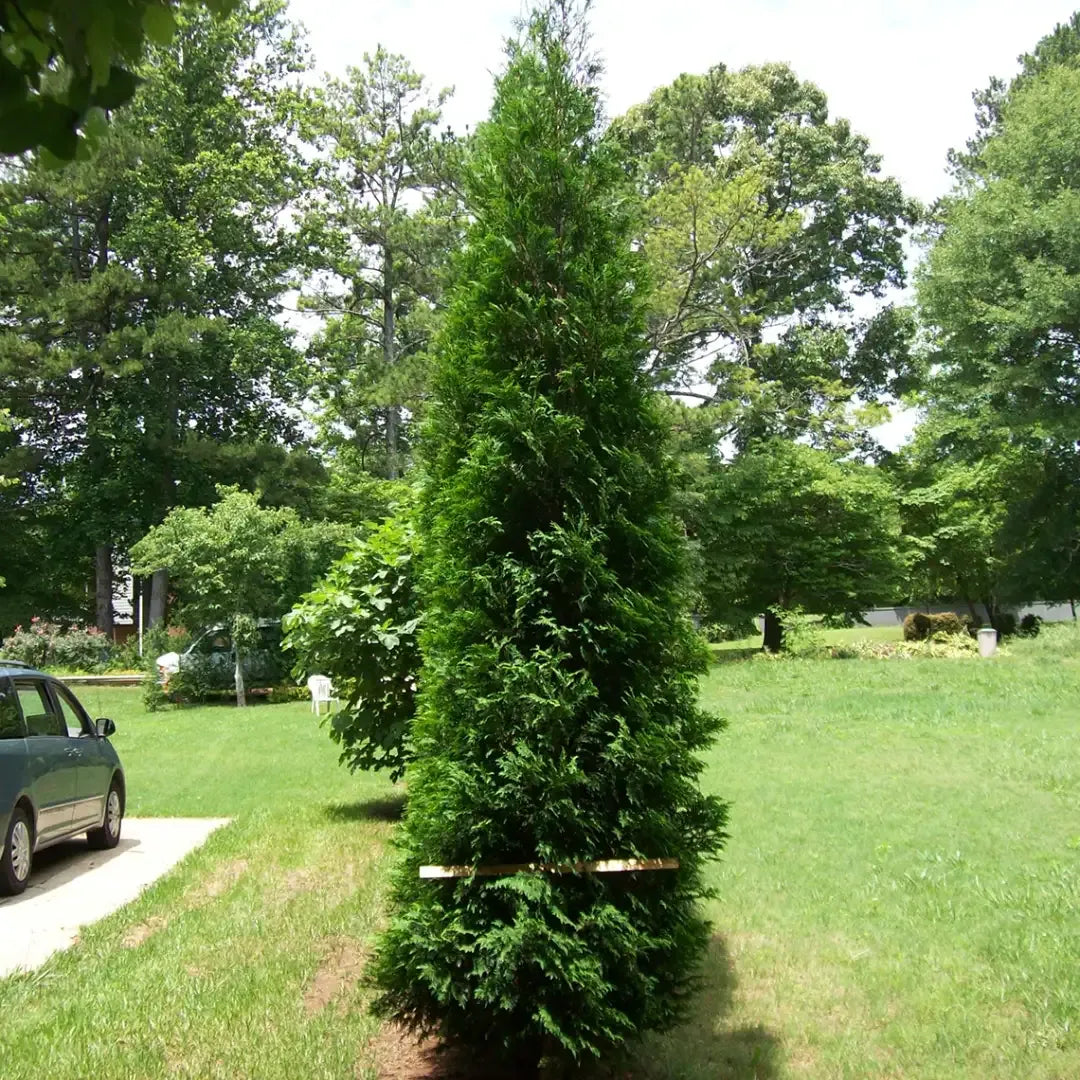 Thuja Occidentalis 'american Pillar' - View 3 from www redcrocus com