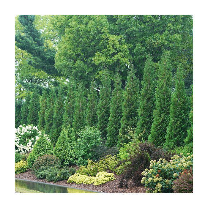 Thuja Occidentalis 'american Pillar' - View 7 from www redcrocus com