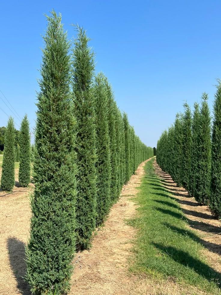 Juniperus Virginiana Taylor - View 16 from www redcrocus com