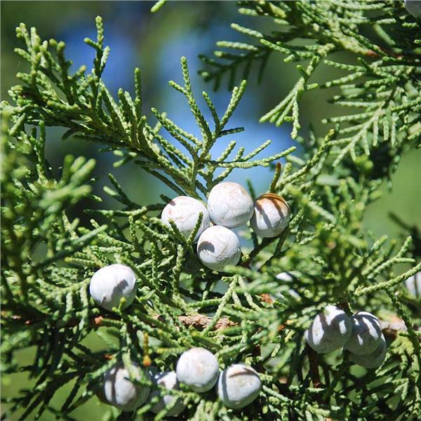Juniperus Virginiana Taylor - View 17 from www redcrocus com