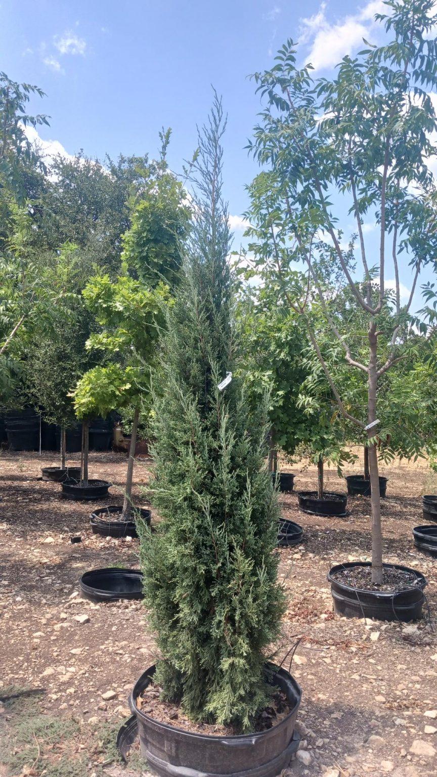 Juniperus Virginiana 'taylor' - View 18 from www redcrocus com