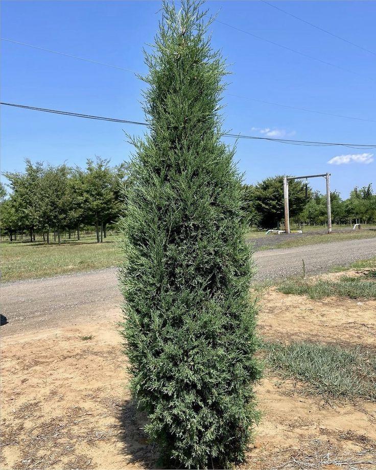 Juniperus Virginiana 'taylor' - View 19 from www redcrocus com