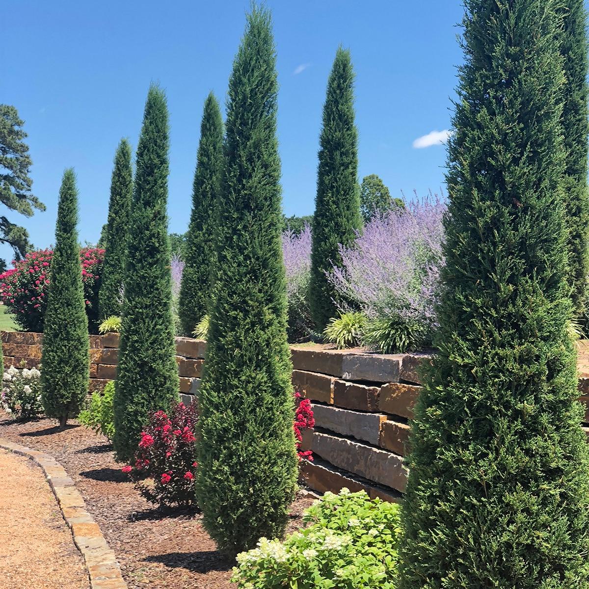 Juniperus Virginiana 'taylor' - View 5 from www redcrocus com