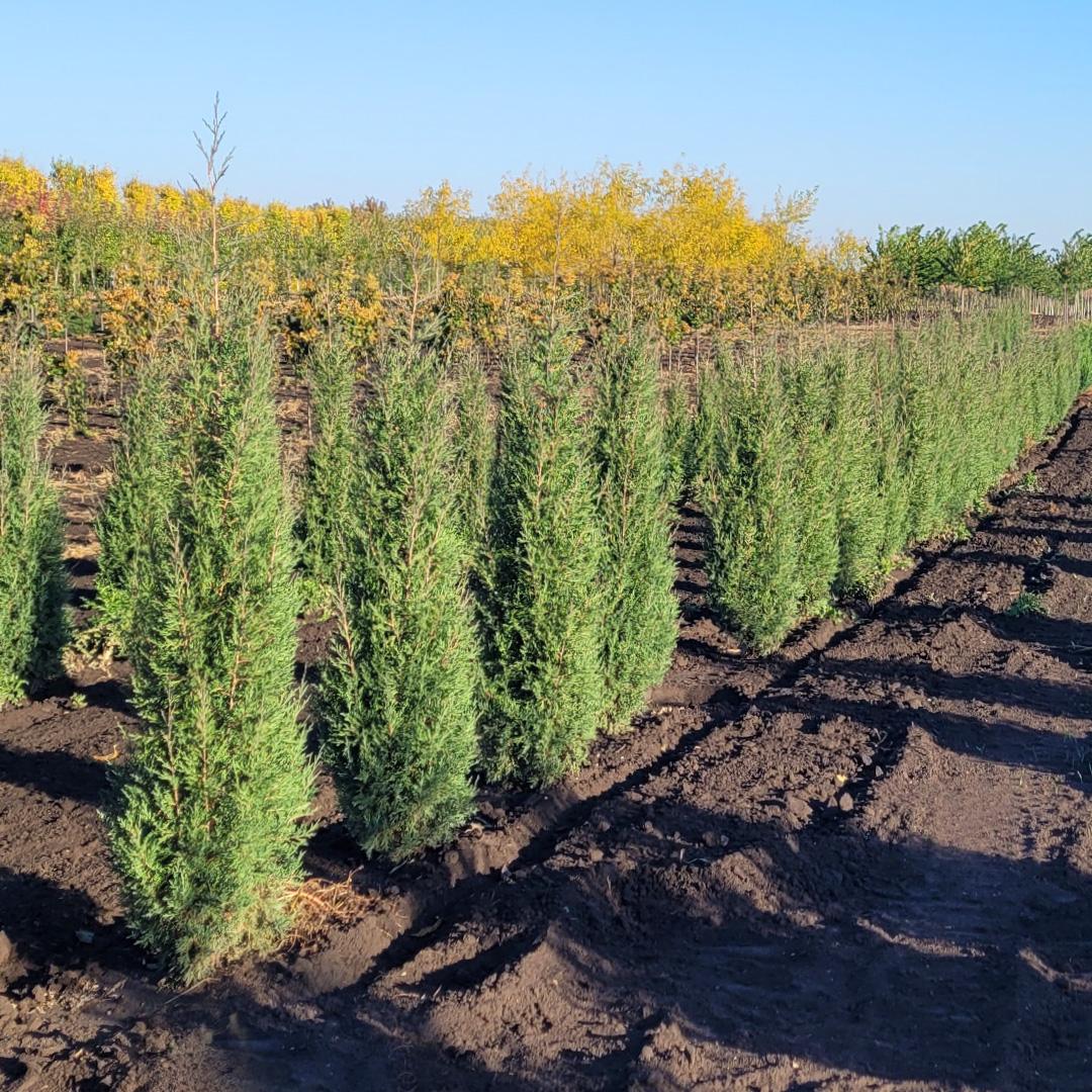 Juniperus Virginiana 'taylor' - View 6 from www redcrocus com