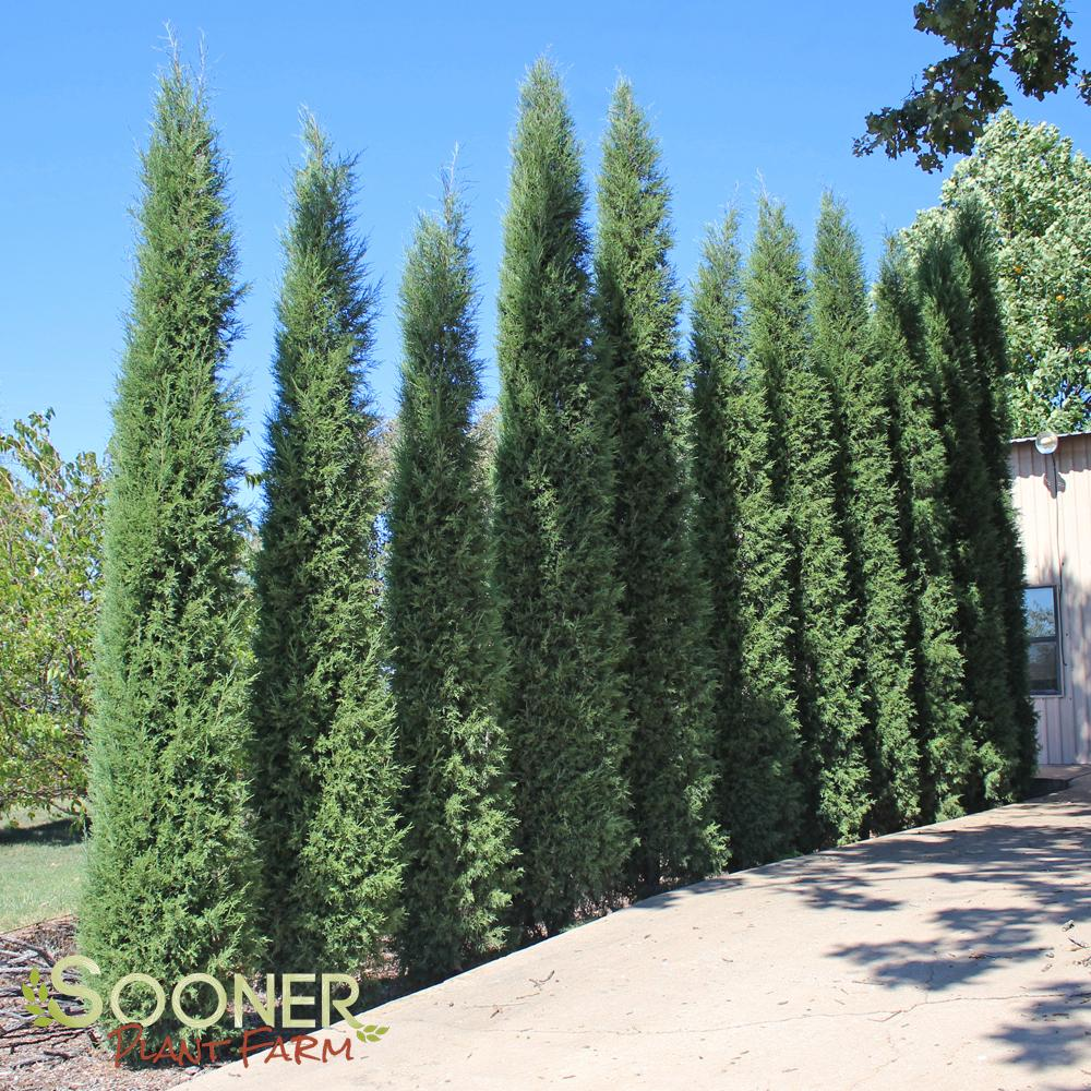 Juniperus Virginiana 'taylor' - View 8 from www redcrocus com