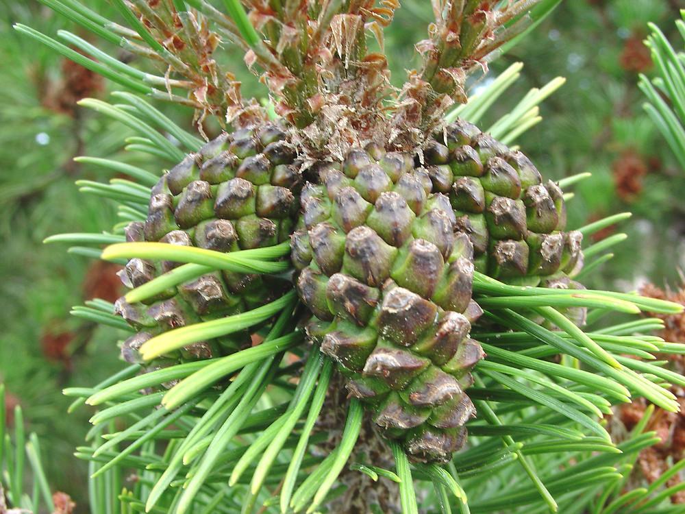 Pinus Banksiana - View 10 from www redcrocus com