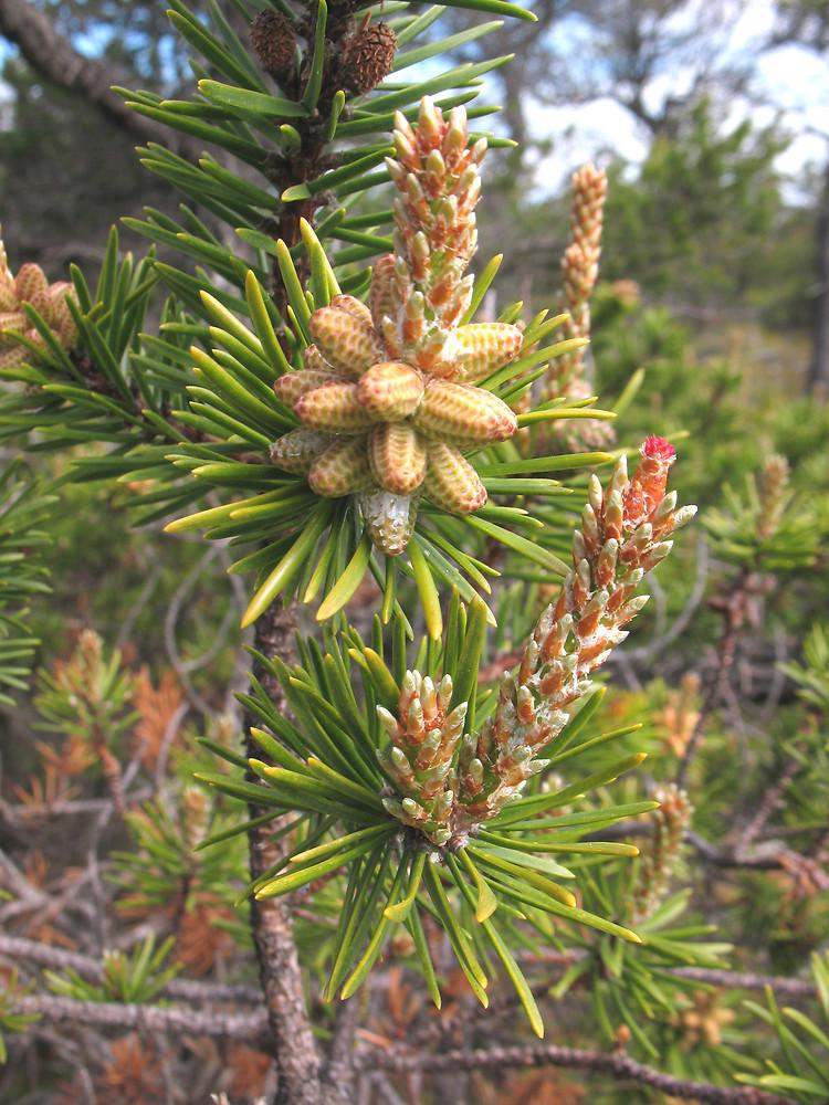 Pinus Banksiana - View 11 from www redcrocus com