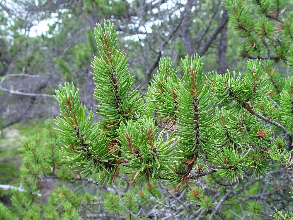 Pinus Banksiana - View 14 from www redcrocus com