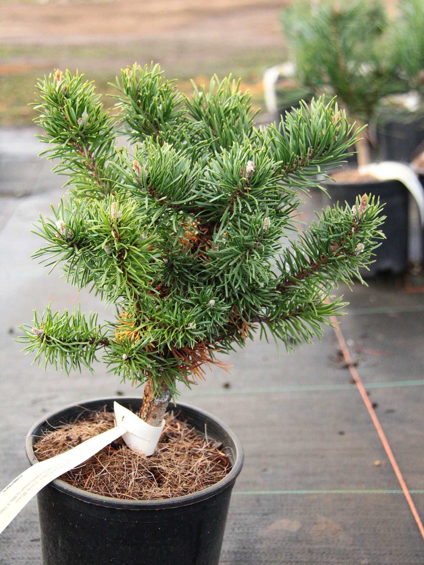 Pinus Banksiana - View 15 from www redcrocus com