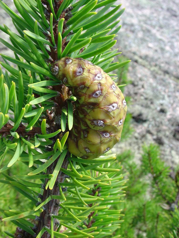 Pinus Banksiana - View 16 from www redcrocus com