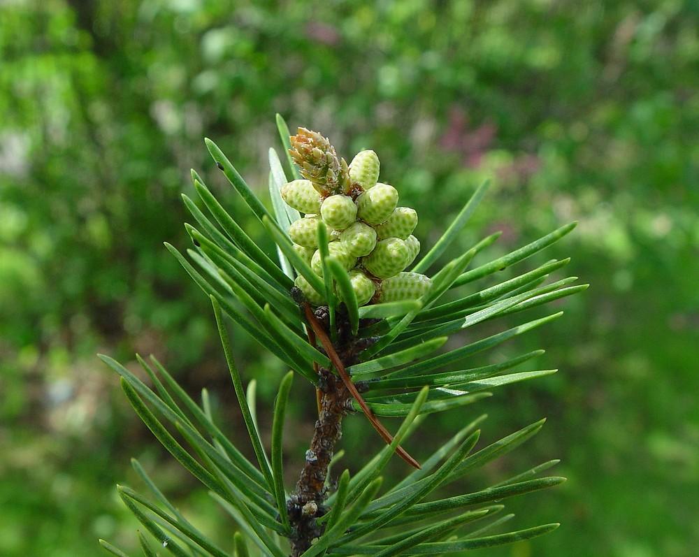 Pinus Banksiana - View 18 from www redcrocus com