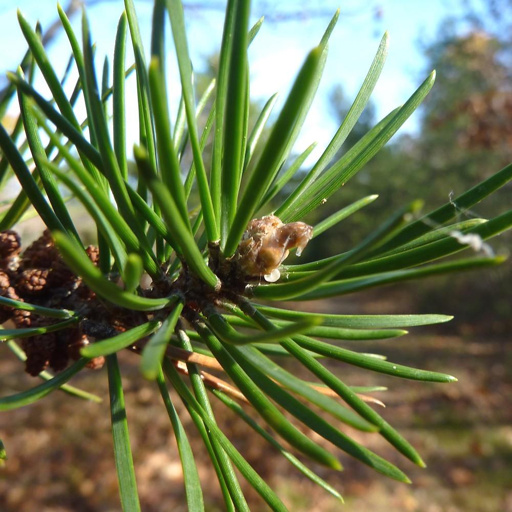 Pinus Banksiana - View 19 from www redcrocus com