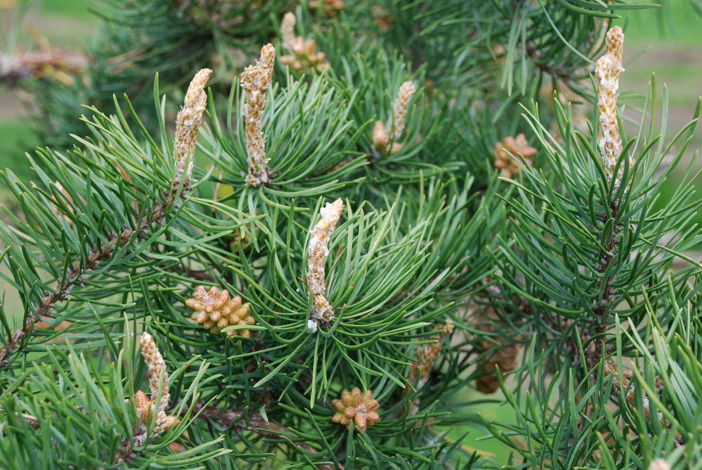 Pinus Banksiana - View 1 from www redcrocus com
