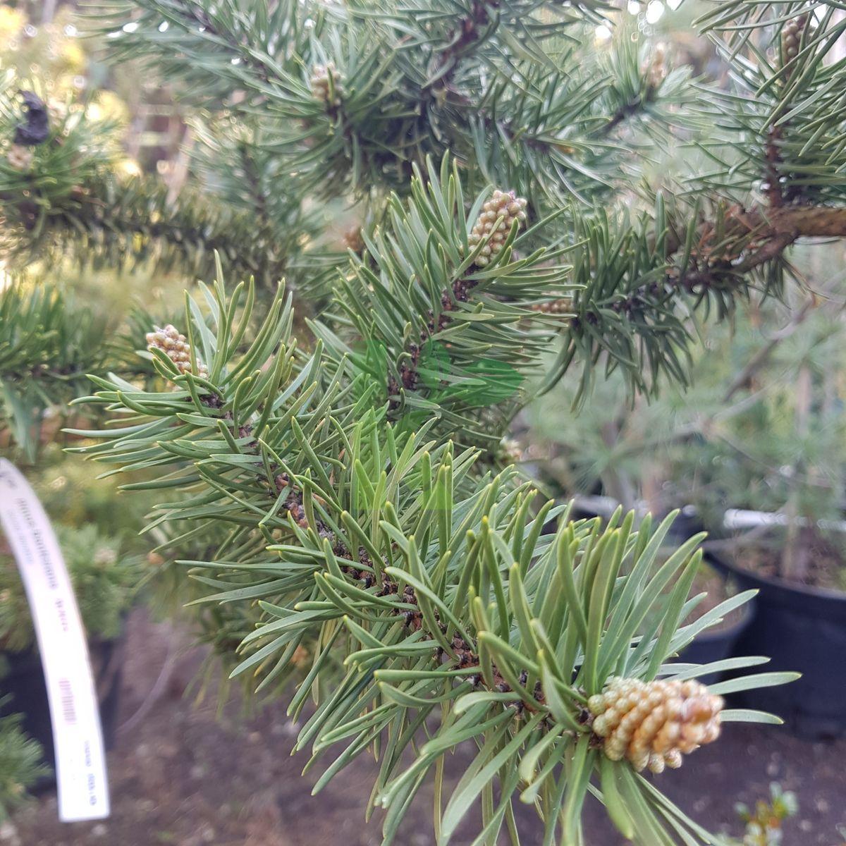 Pinus Banksiana - View 20 from www redcrocus com