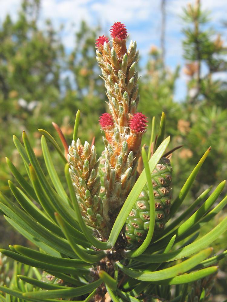 Pinus Banksiana - View 2 from www redcrocus com