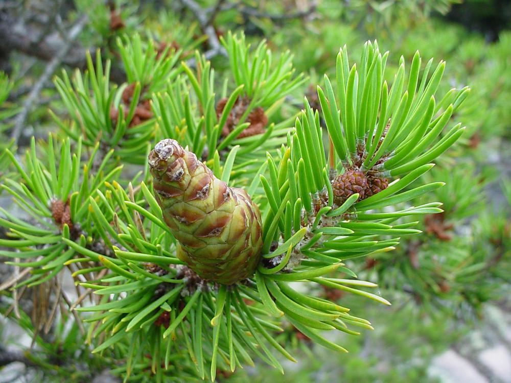 Pinus Banksiana - View 3 from www redcrocus com
