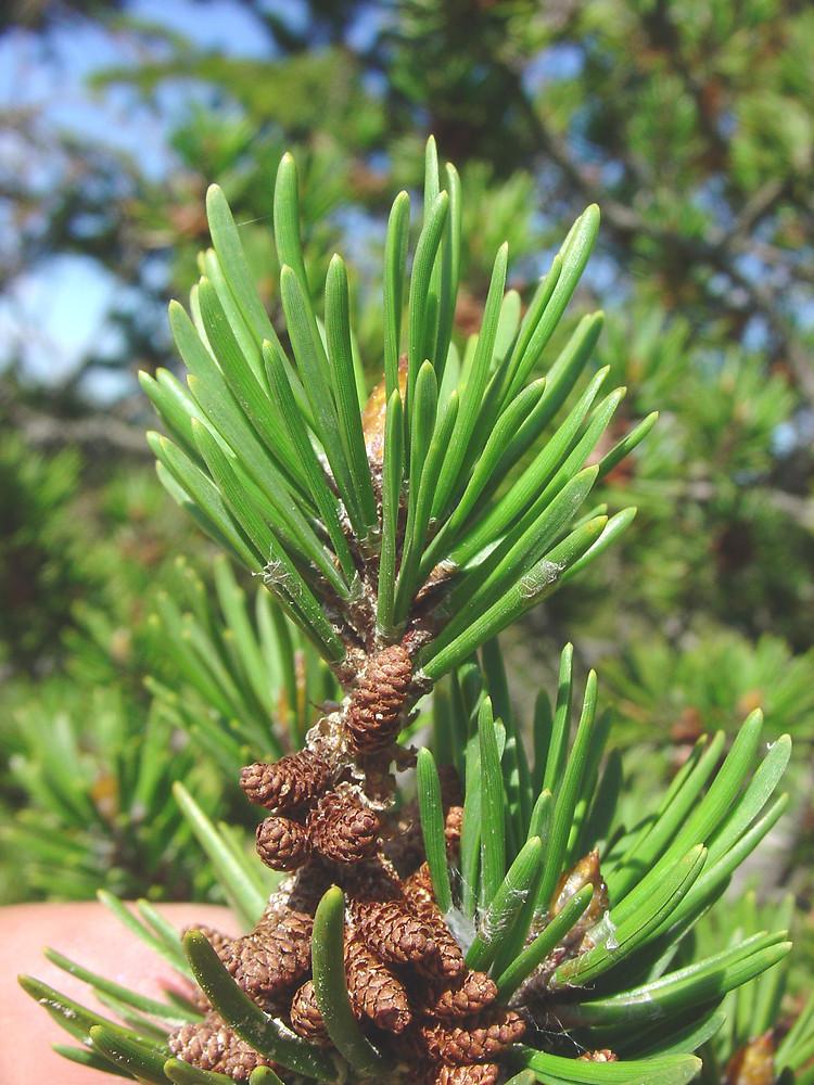 Pinus Banksiana - View 5 from www redcrocus com