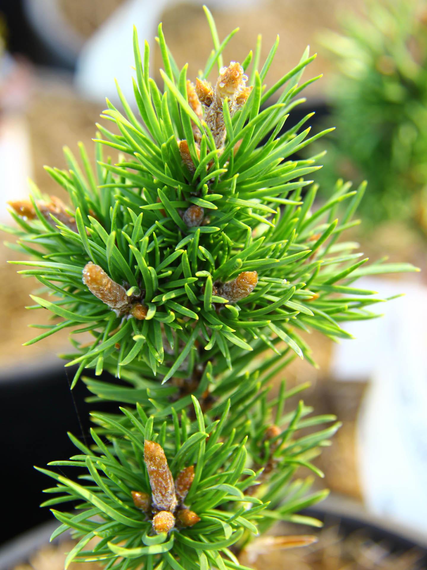 Pinus Banksiana - View 6 from www redcrocus com