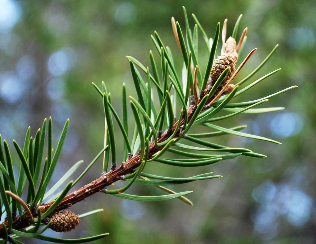 Pinus Banksiana - View 7 from www redcrocus com