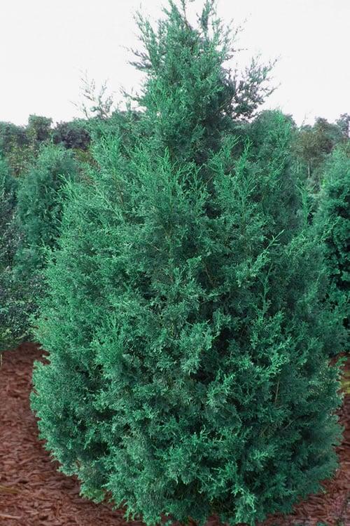 Juniperus Chinensis Iowa - View 4 from www redcrocus com