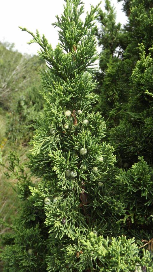 Juniperus Chinensis Iowa - View 5 from www redcrocus com