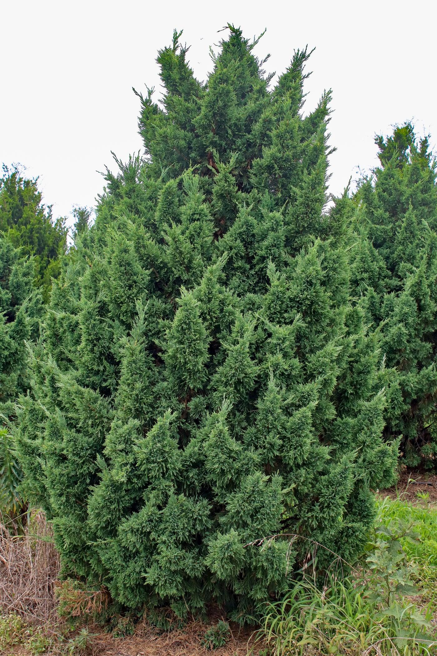 Juniperus Chinensis Iowa - View 6 from www redcrocus com