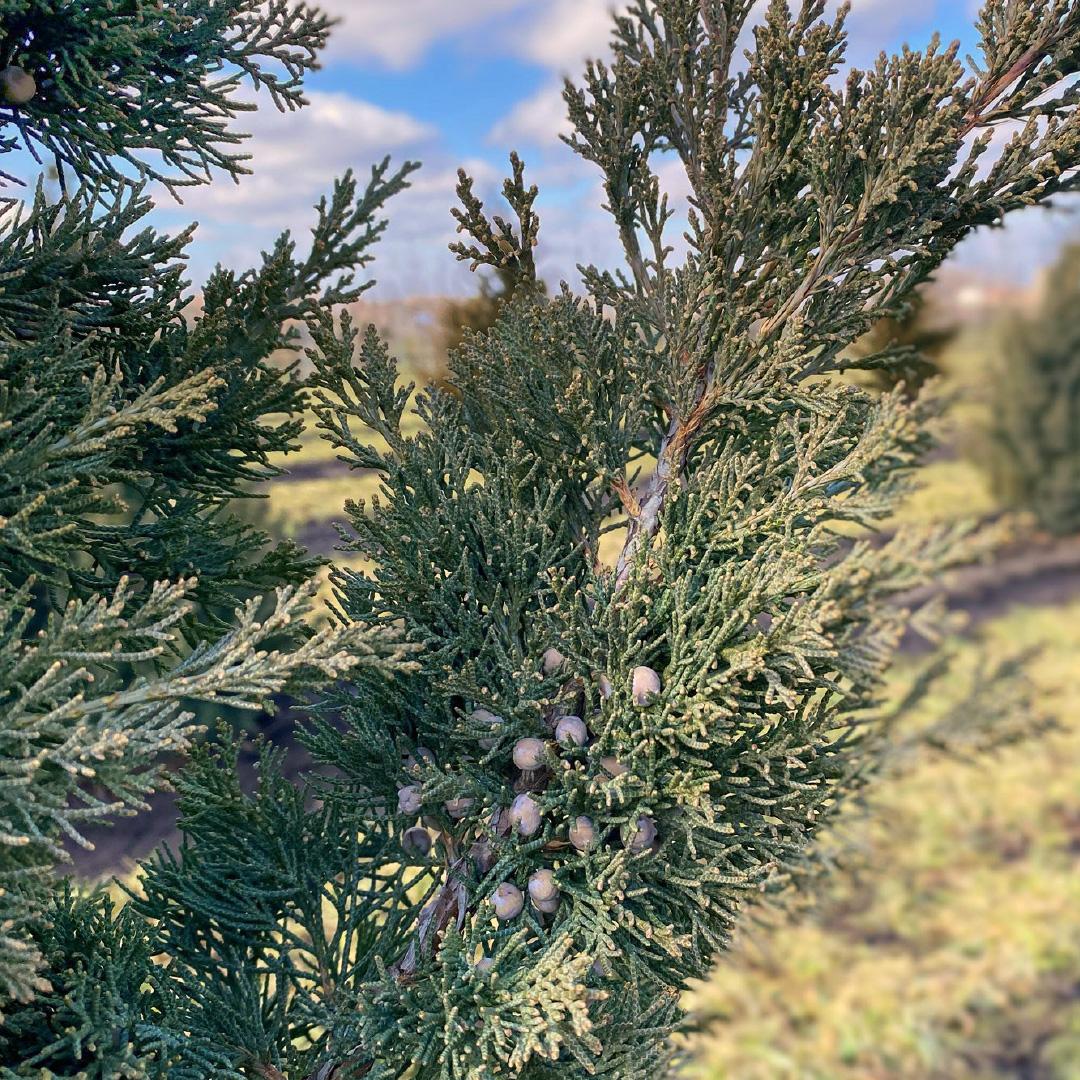 Juniperus Chinensis Iowa - View 8 from www redcrocus com