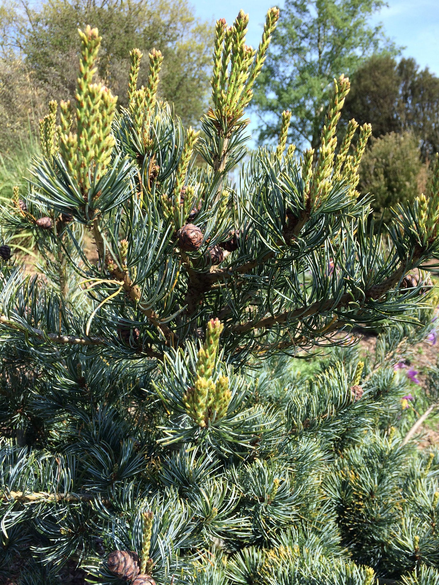 Pinus Parviflora Negishi - View 10 from www redcrocus com