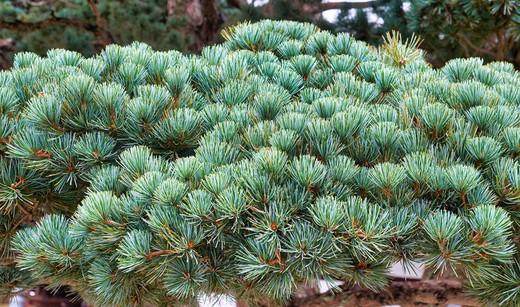Pinus Parviflora Negishi - View 13 from www redcrocus com