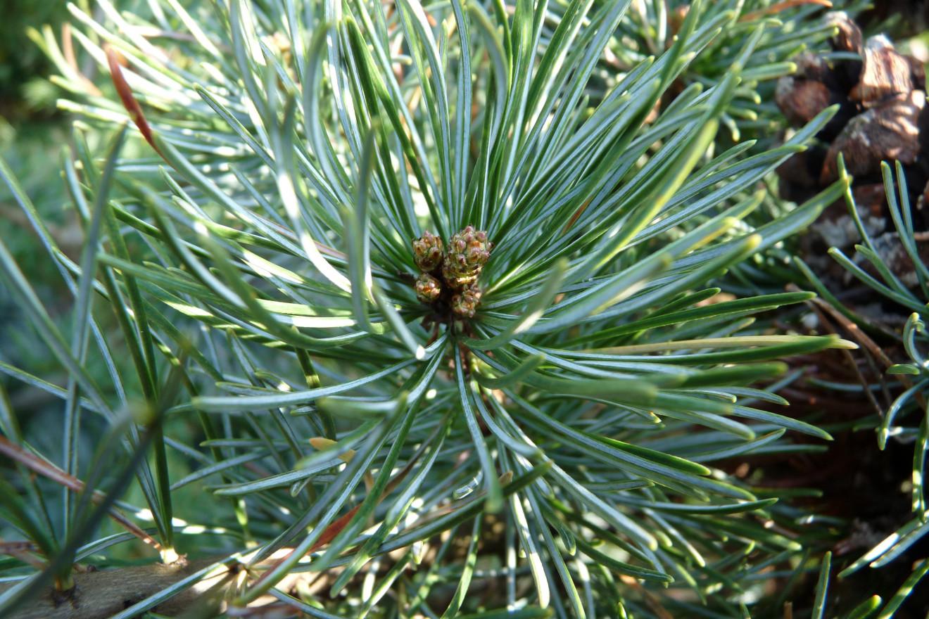 Pinus Parviflora Negishi - View 15 from www redcrocus com