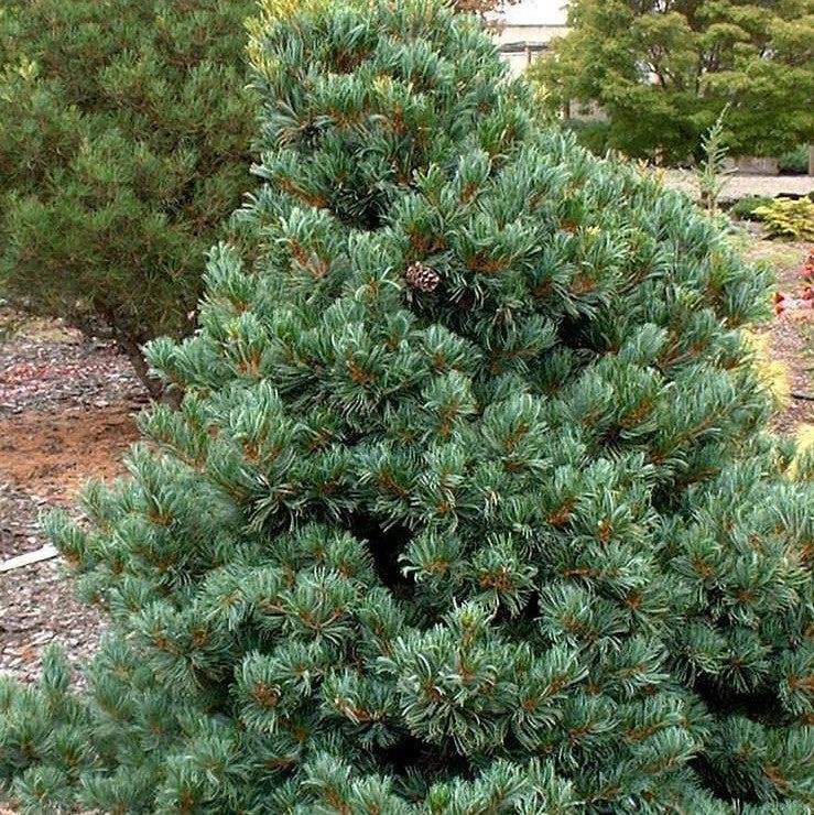 Pinus Parviflora Negishi - View 18 from www redcrocus com