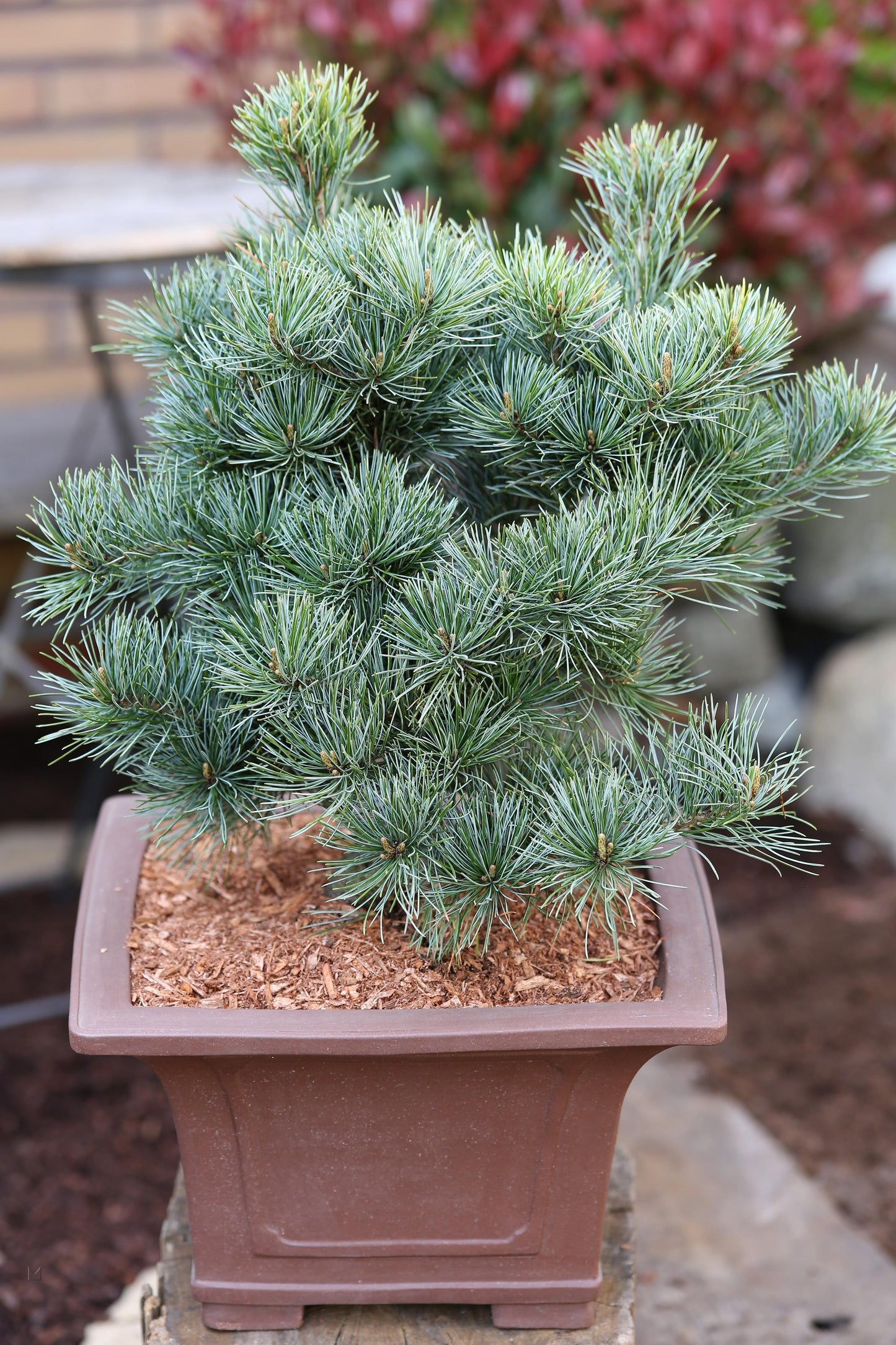 Pinus Parviflora Negishi - View 1 from www redcrocus com