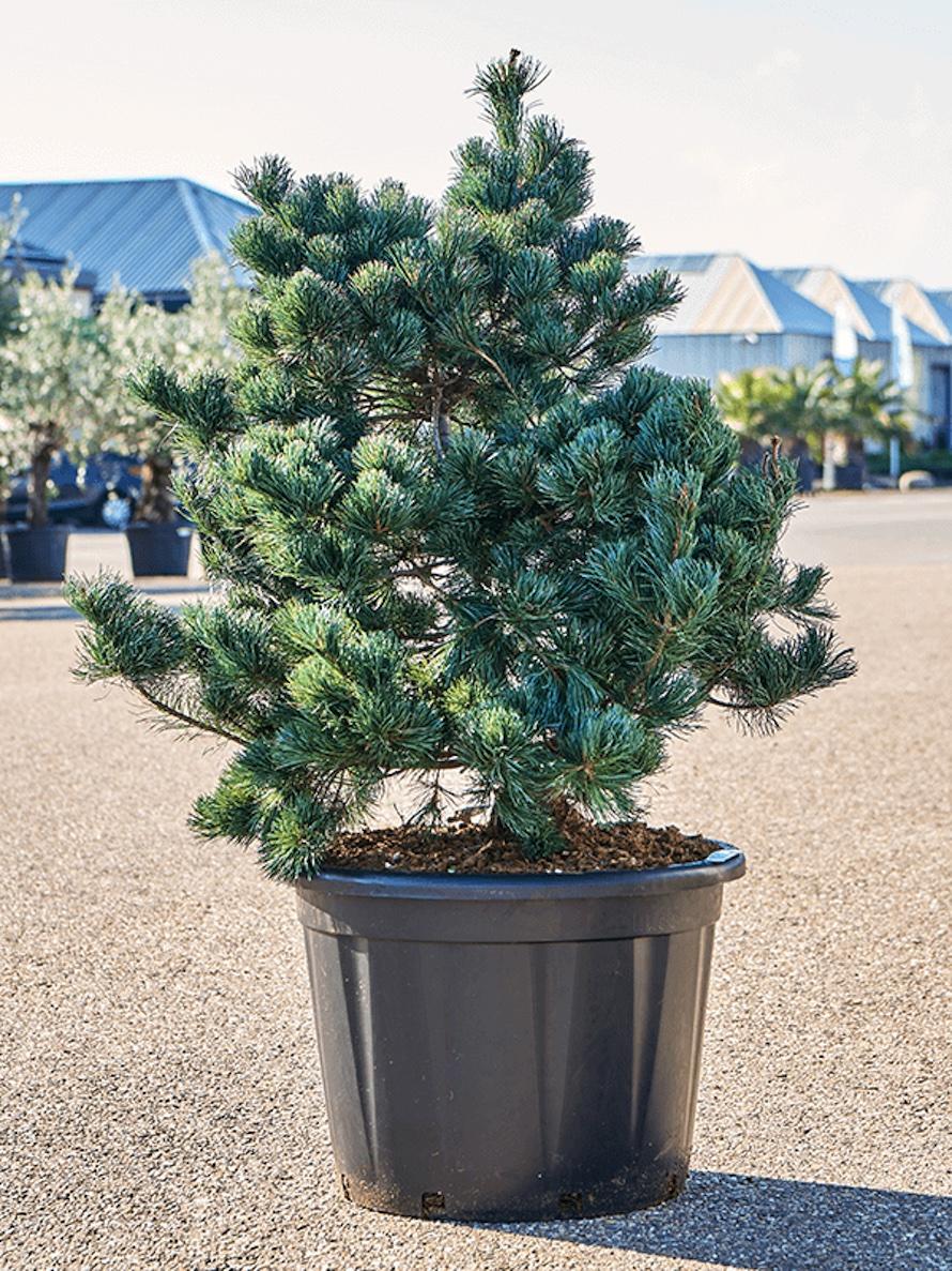 Pinus Parviflora Negishi - View 2 from www redcrocus com