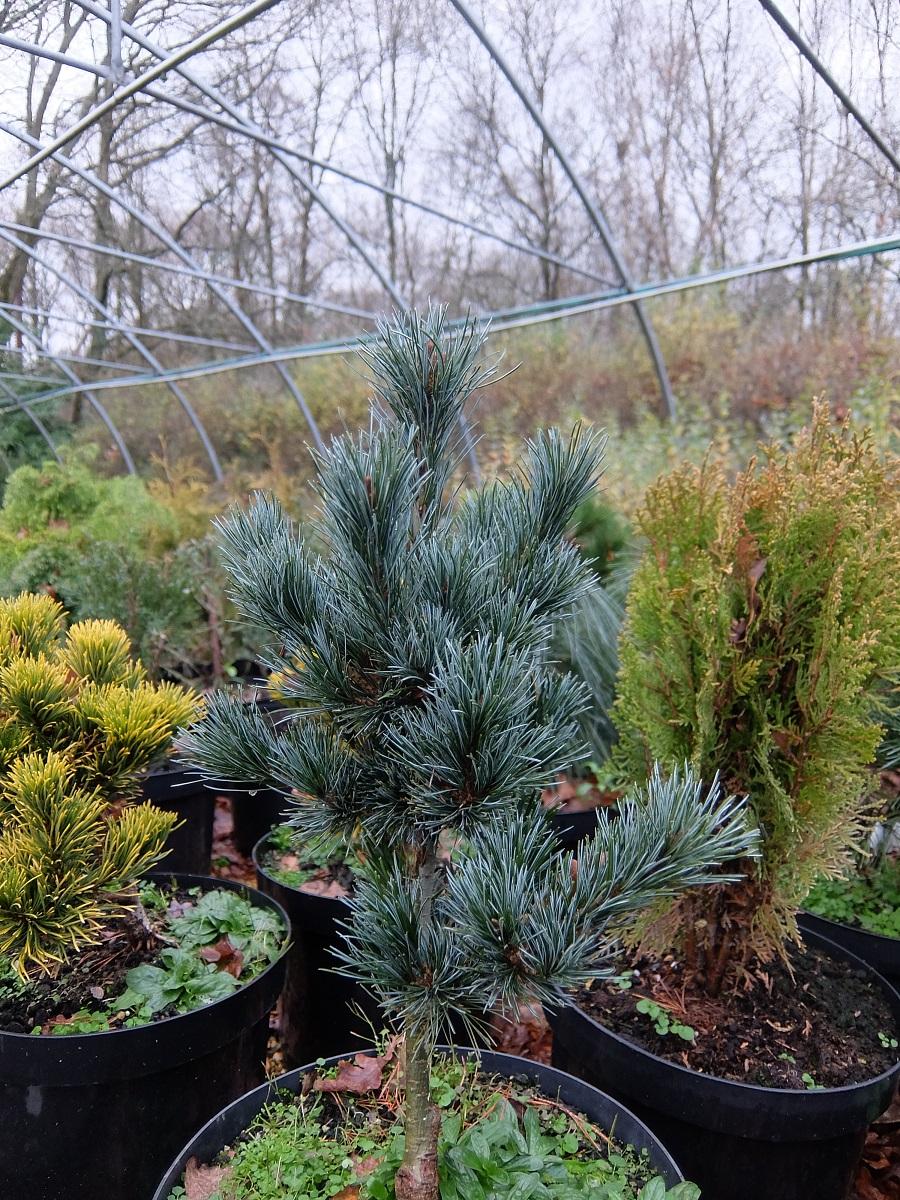 Pinus Parviflora Negishi - View 5 from www redcrocus com