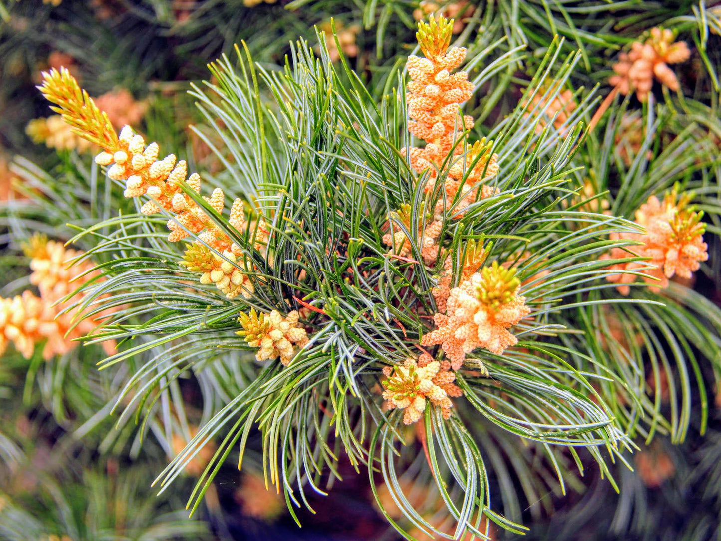 Pinus Parviflora Negishi - View 6 from www redcrocus com