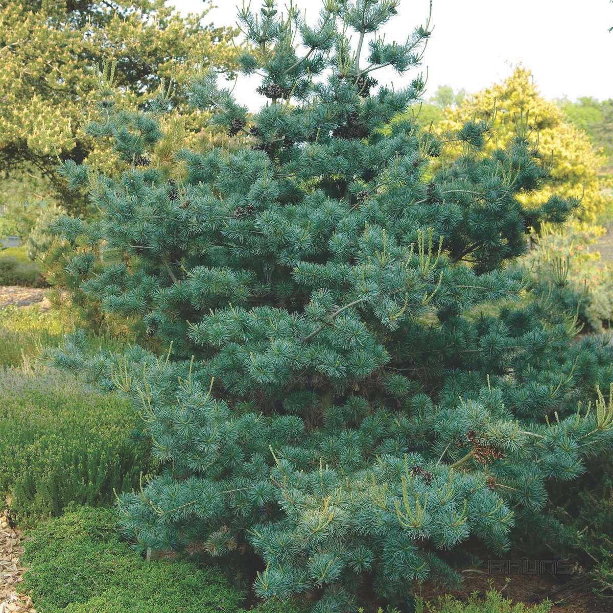 Pinus Parviflora Negishi - View 8 from www redcrocus com