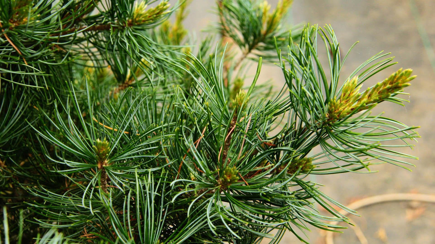 Pinus Parviflora Negishi - View 9 from www redcrocus com