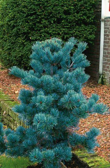 Pinus Parviflora 'negishi' - View 12 from www redcrocus com