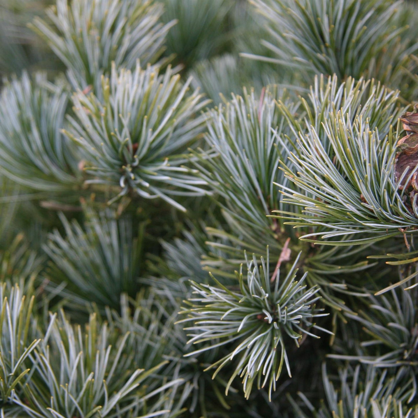Pinus Parviflora 'negishi' - View 13 from www redcrocus com
