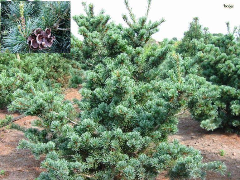 Pinus Parviflora 'negishi' - View 15 from www redcrocus com