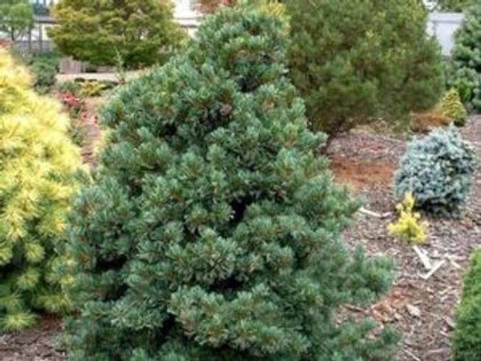 Pinus Parviflora 'negishi' - View 18 from www redcrocus com