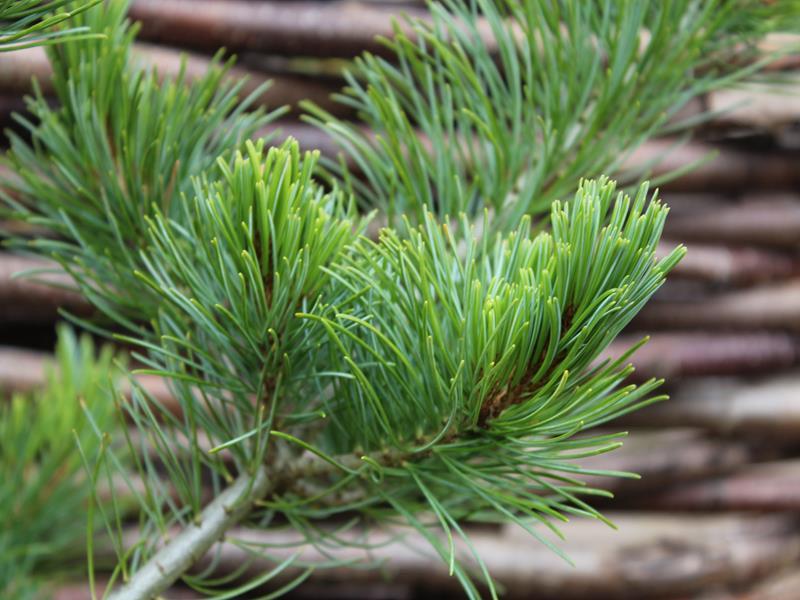 Pinus Parviflora 'negishi' - View 19 from www redcrocus com