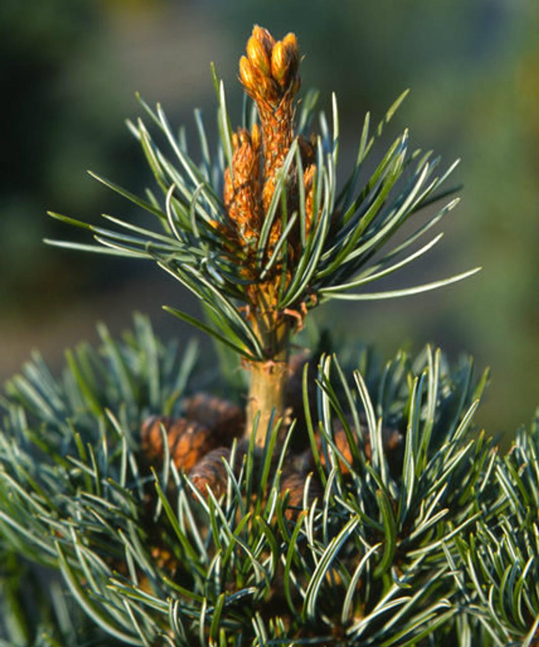 Pinus Parviflora 'negishi' - View 20 from www redcrocus com
