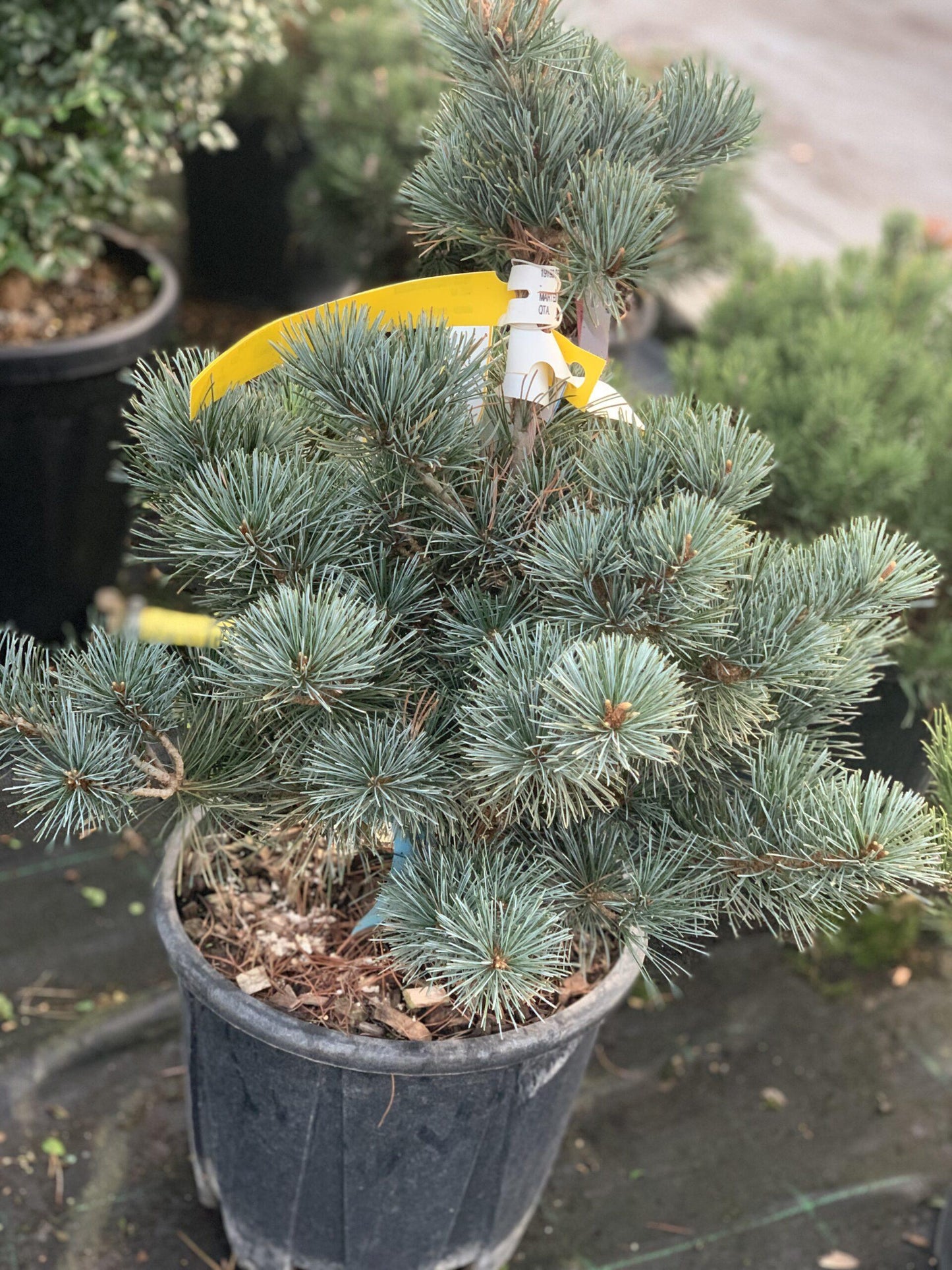 Pinus Parviflora 'negishi' - View 8 from www redcrocus com