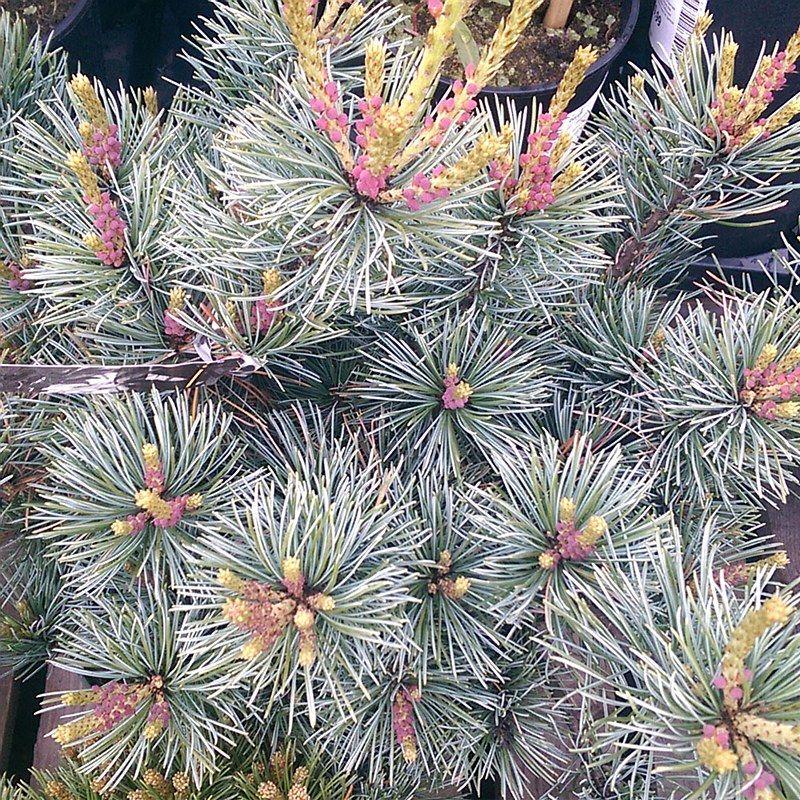 Pinus Parviflora 'negishi' - View 9 from www redcrocus com