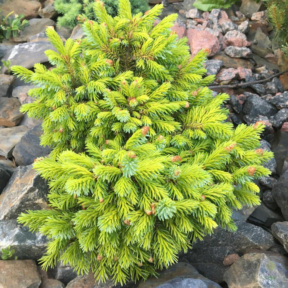 Picea Omorika Peve Tijn - View 10 from www redcrocus com
