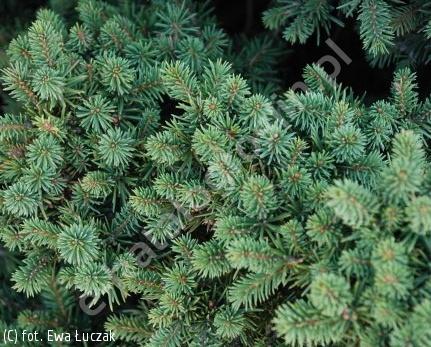 Picea Abies Procumbens - View 11 from www redcrocus com