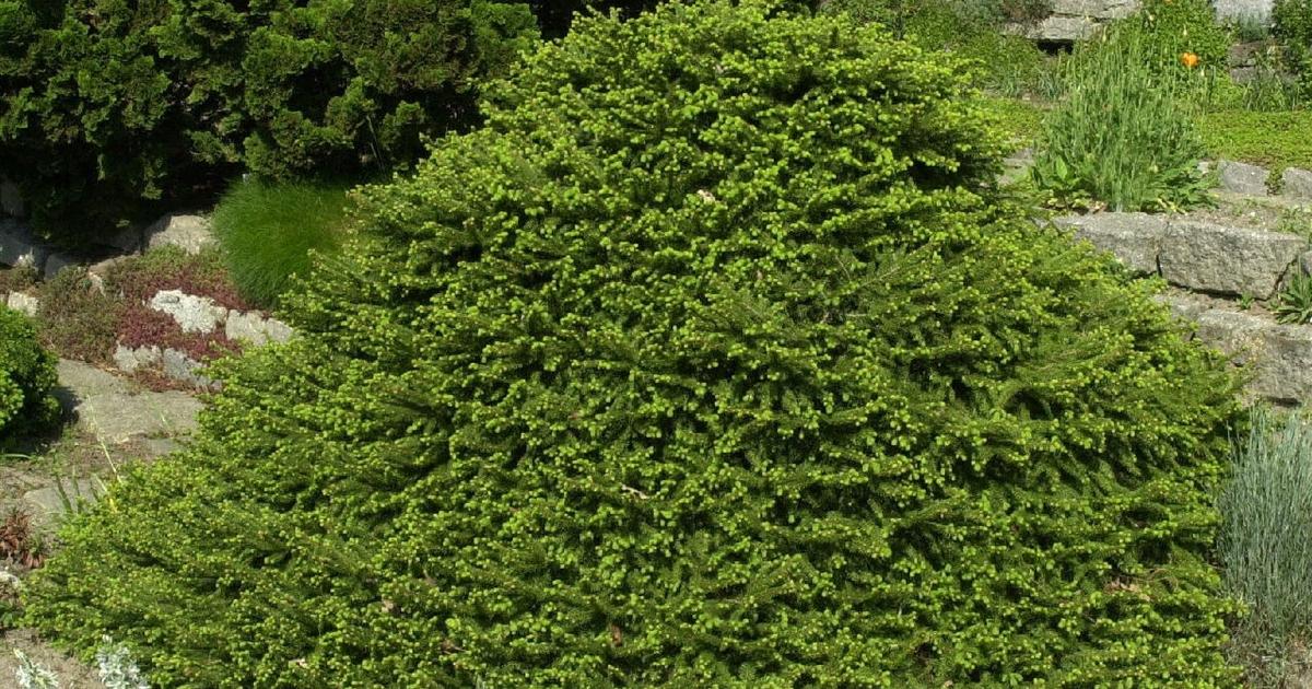 Picea Abies Procumbens - View 13 from www redcrocus com